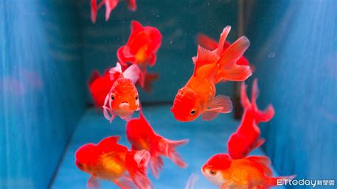 室內養魚|8種適合新手養的魚 1500元就能在家打造「療癒水族箱」